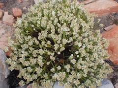 Selago myriophylla