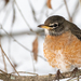 Northern Robin - Photo (c) Richard Littauer, some rights reserved (CC BY-NC), uploaded by Richard Littauer