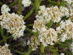 Selago myriophylla