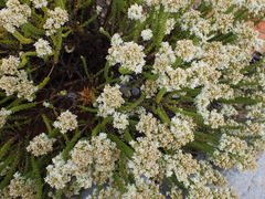 Selago myriophylla
