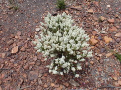 Selago myriophylla