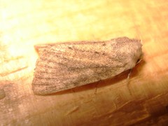 Denticucullus pygmina