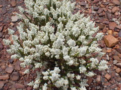 Selago myriophylla