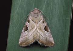 Eucarta virgo