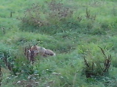 Vulpes vulpes