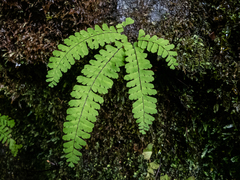 Adiantum aleuticum aleuticum