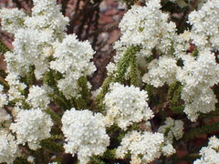 Selago myriophylla