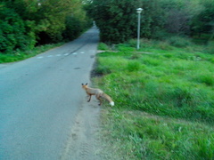 Vulpes vulpes