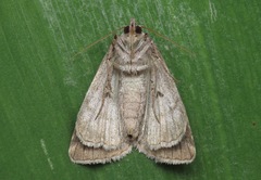 Eucarta virgo