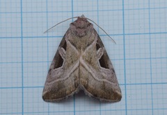 Eucarta virgo
