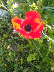 Anemone coronaria