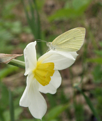 Narcissus × incomparabilis