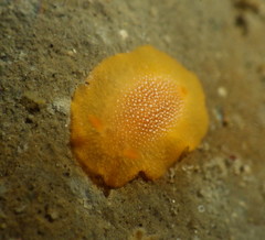 Doriopsilla gemela