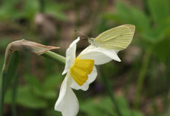 Narcissus × incomparabilis
