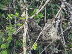 Bradypus tridactylus