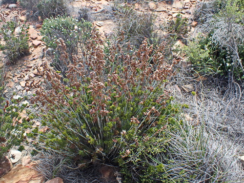 Image of Thamnochortus rigidus by no rights reserved