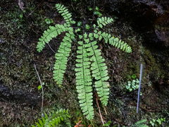 Adiantum aleuticum aleuticum