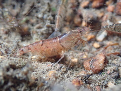 Caridina serrata