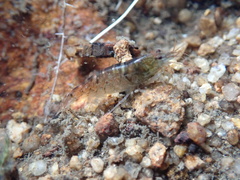 Caridina serrata