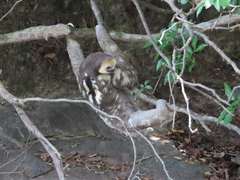 Bradypus tridactylus