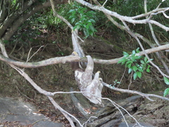 Bradypus tridactylus