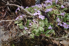Primula bracteosa