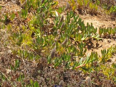 Trifolium angustifolium