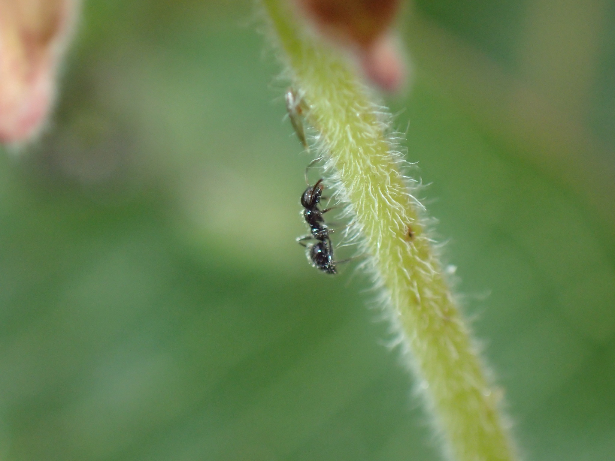 Lepisiota crinita