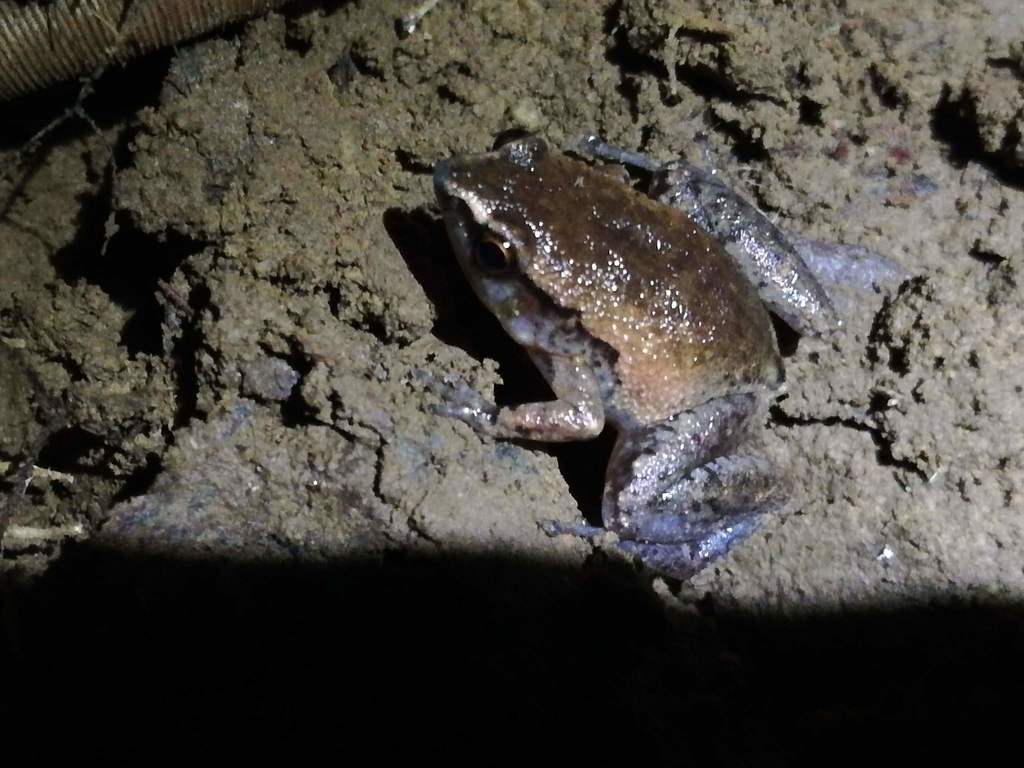 Wirui Mehely Frog