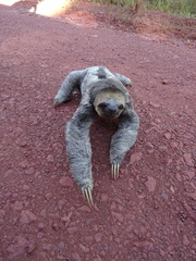 Bradypus tridactylus