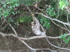 Bradypus tridactylus