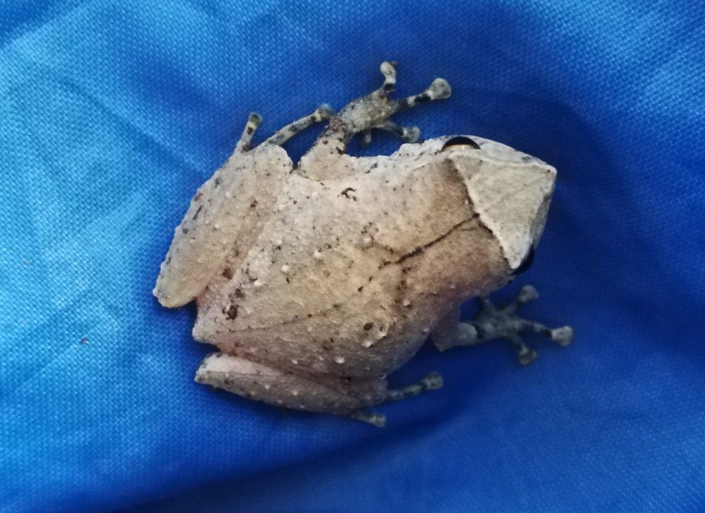 Yapen Rainforest Frog