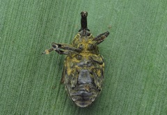 Larinus sturnus