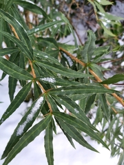 Berberis gagnepainii
