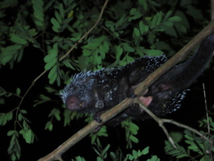 Coendou longicaudatus