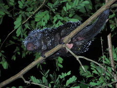 Coendou longicaudatus