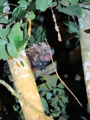 Coendou longicaudatus