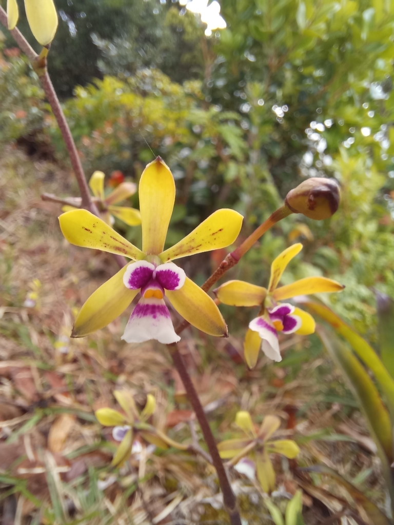 Encyclia mooreana