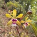 Encyclia mooreana - Photo (c) perles, some rights reserved (CC BY-NC), uploaded by perles