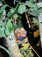 Coendou longicaudatus