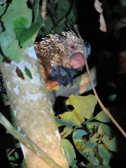 Coendou longicaudatus