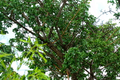 Strychnos cocculoides