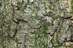 Strychnos cocculoides