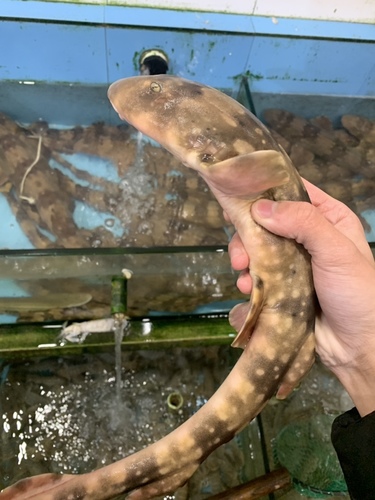 White-spotted bamboo shark (Chiloscyllium plagiosum) — Hemiscylliidae — 3