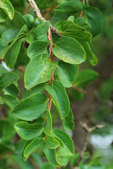 Strychnos cocculoides