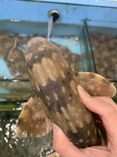 White-spotted bamboo shark (Chiloscyllium plagiosum) — Hemiscylliidae — 5