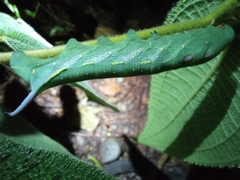 Xylophanes chiron