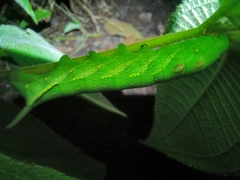 Xylophanes chiron