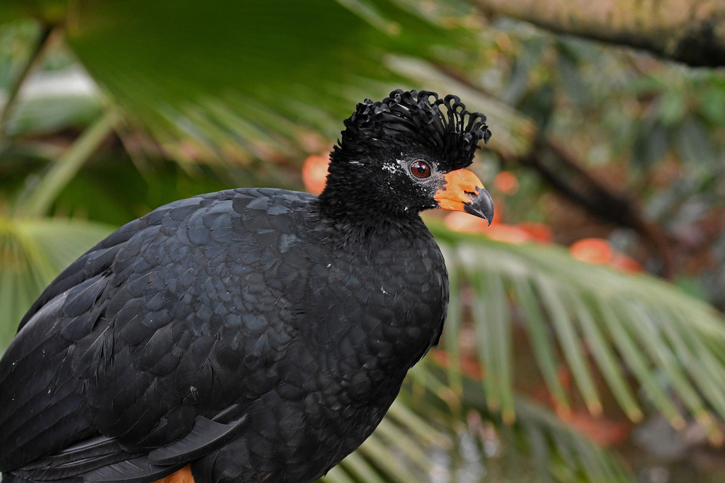 Wattled Curassow (Crax globulosa) photo