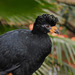 Wattled Curassow - Photo (c) Brian Henderson, some rights reserved (CC BY-NC)